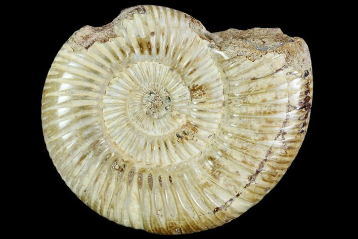 Bargain, Polished Jurassic Ammonite (Perisphinctes) - Madagascar #104931